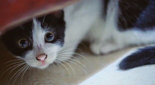 Cagliari, guerra ai maltrattamenti a cagnolini e gattini: accordo tra Comune e animalisti