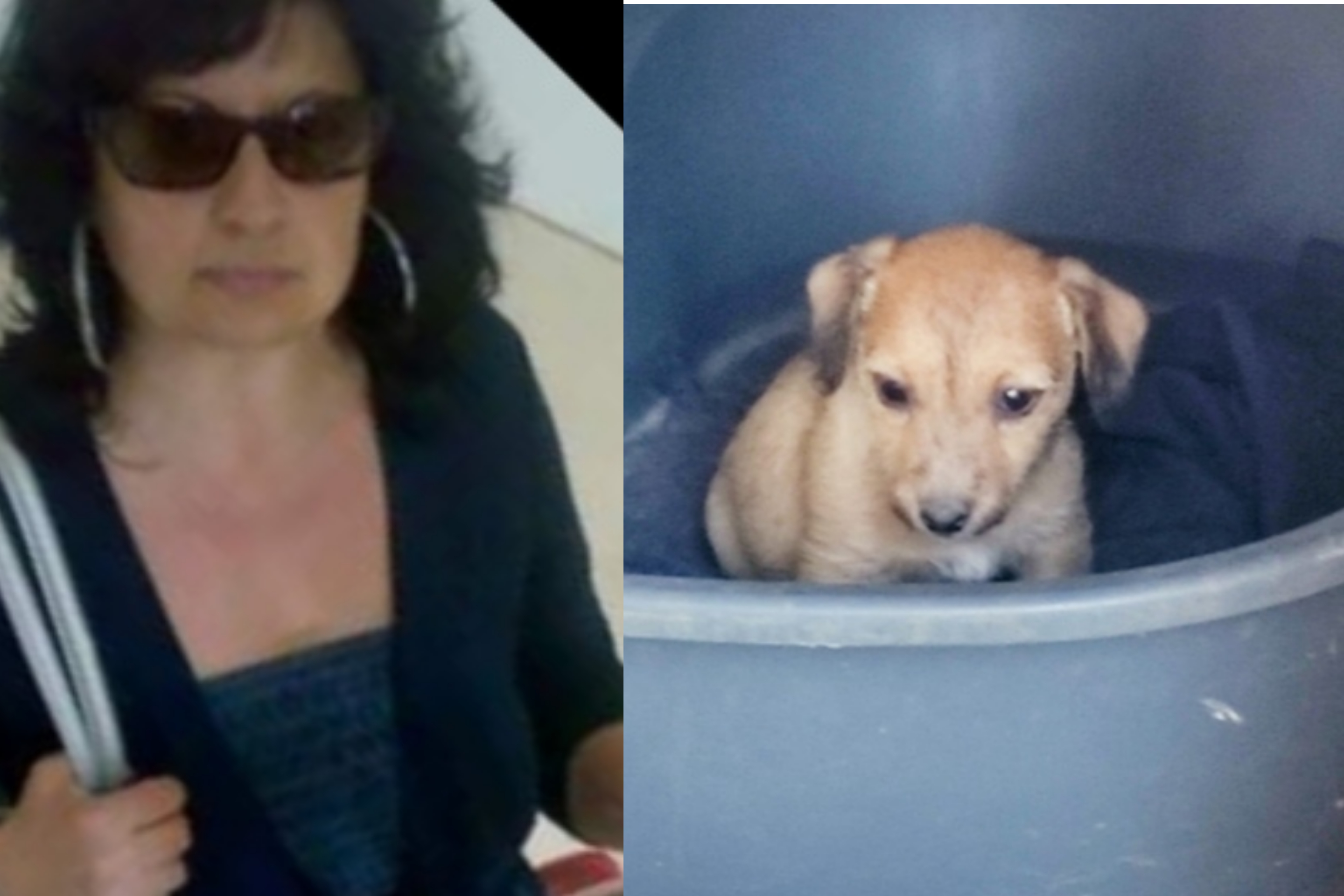 Cane adottato sparito nella Trexenta, sos a Radio Casteddu: “Aiutatemi a trovare Miele”