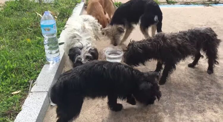 Cinque cagnolini abbandonati a Castiadas, Claudia a Radio Casteddu: “Cercano un nuovo padrone”