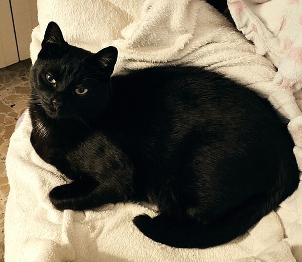 Cagliari, il gatto Baghera non si trova più: SOS per ritrovarlo