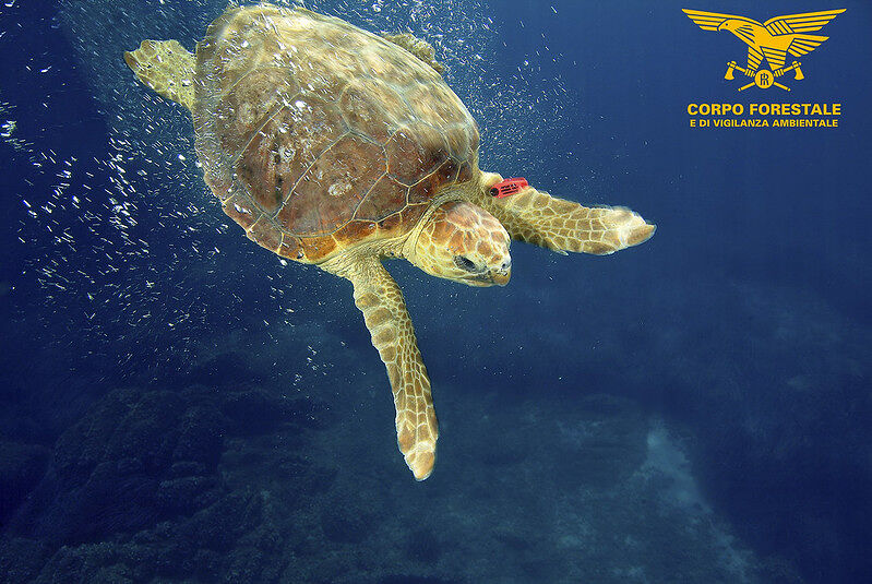 Sardegna, soccorse 5 tartarughe marine nell’area protetta di Tavolara