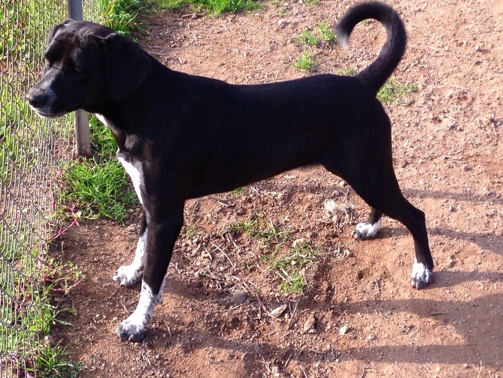 Nell’anno della pandemia è boom di adozioni al canile comune di Arzachena