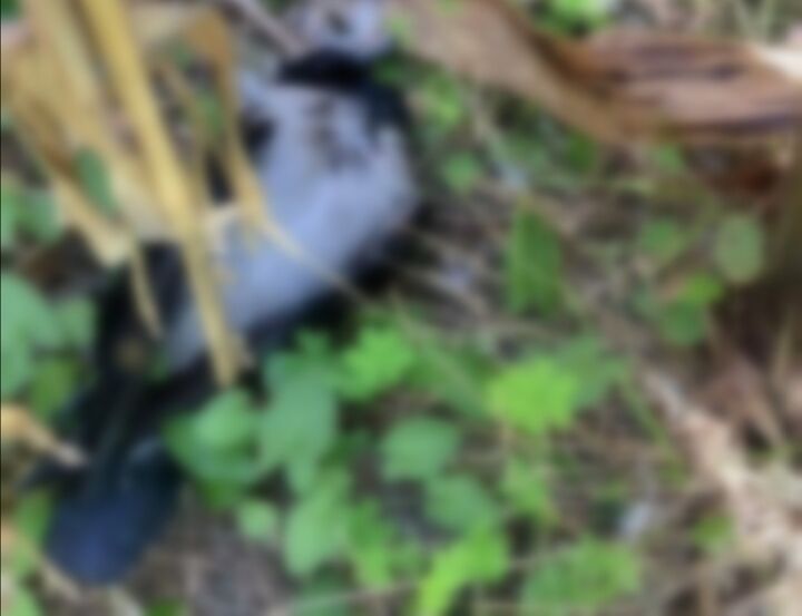 Orrore a Bosa, cornacchia uccisa a calci e bastonate