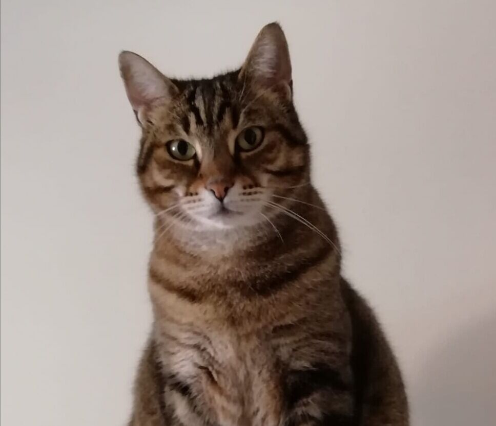 Manuela di Quartu a Radio Casteddu: “Adottate Luna, la gattina triste che cerca una famiglia”