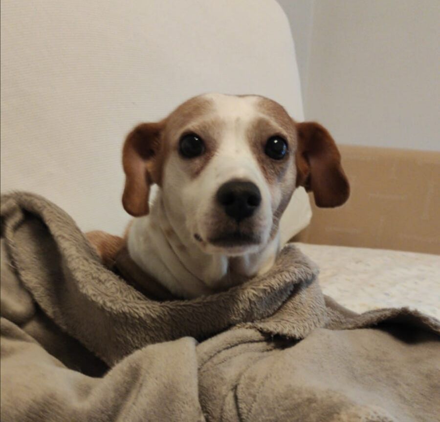 La cagnolina Margot lotta tra la vita e la morte: “Senza un donatore di sangue morirà”