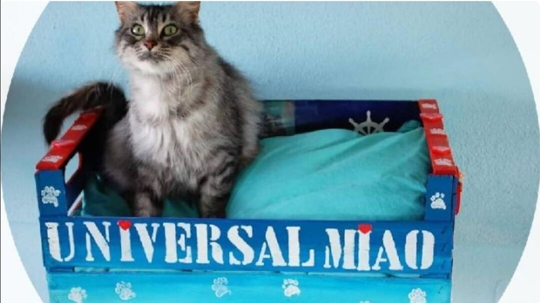 Un nuovo gattile per accogliere i felini meno fortunati a Settimo: il progetto della volontaria Valentina Laconi