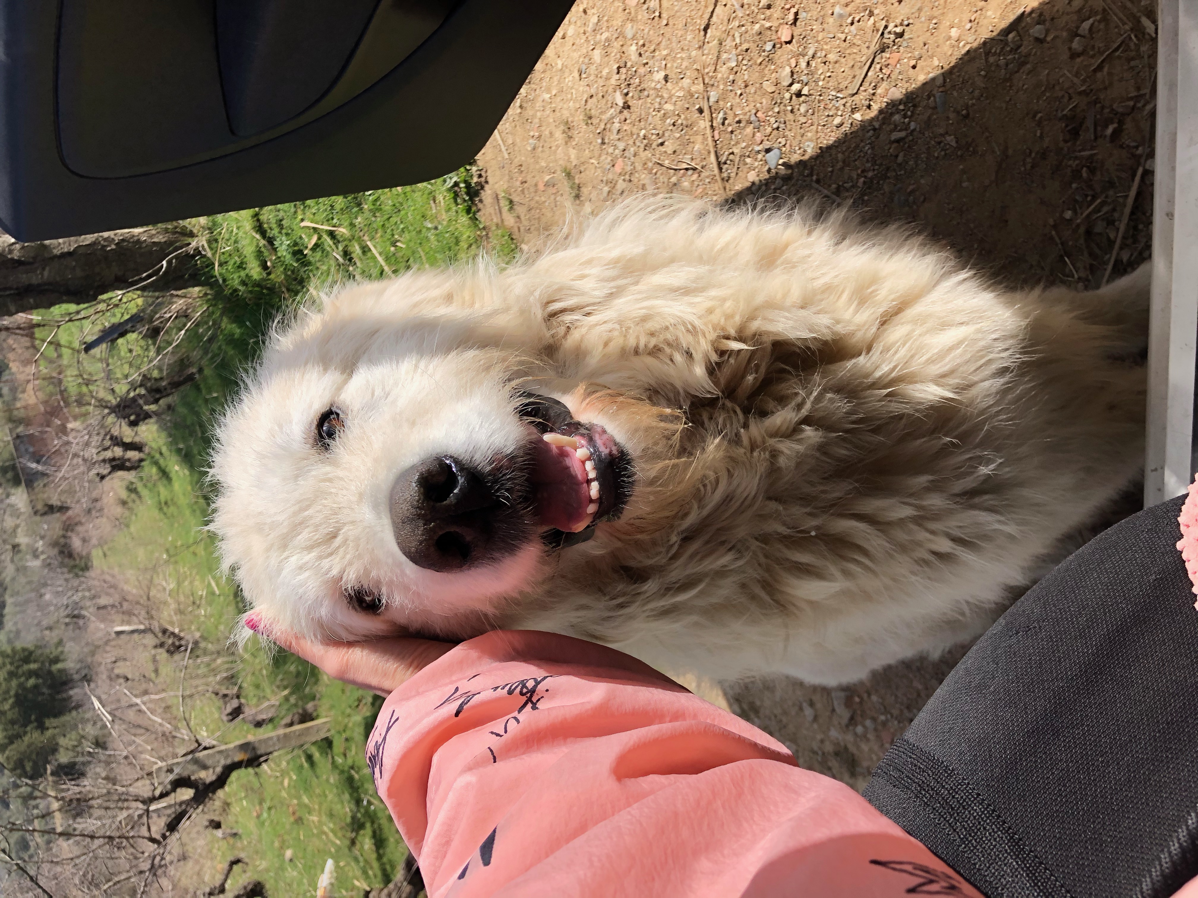 “Così hanno avvelenato a Burcei il mio cane Cotone: la mia lettera aperta alla persona che lo ha ucciso”