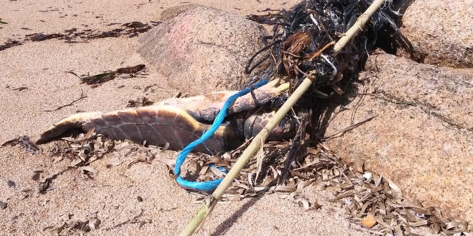 Caretta caretta intrappolata e salvata a Tavolara: “Il mare ci chiede aiuto”
