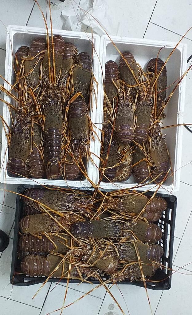 Trasportava 50 aragoste vive sottomisura e prive di tracciabilità: nei guai automobilista fermato sulla 131