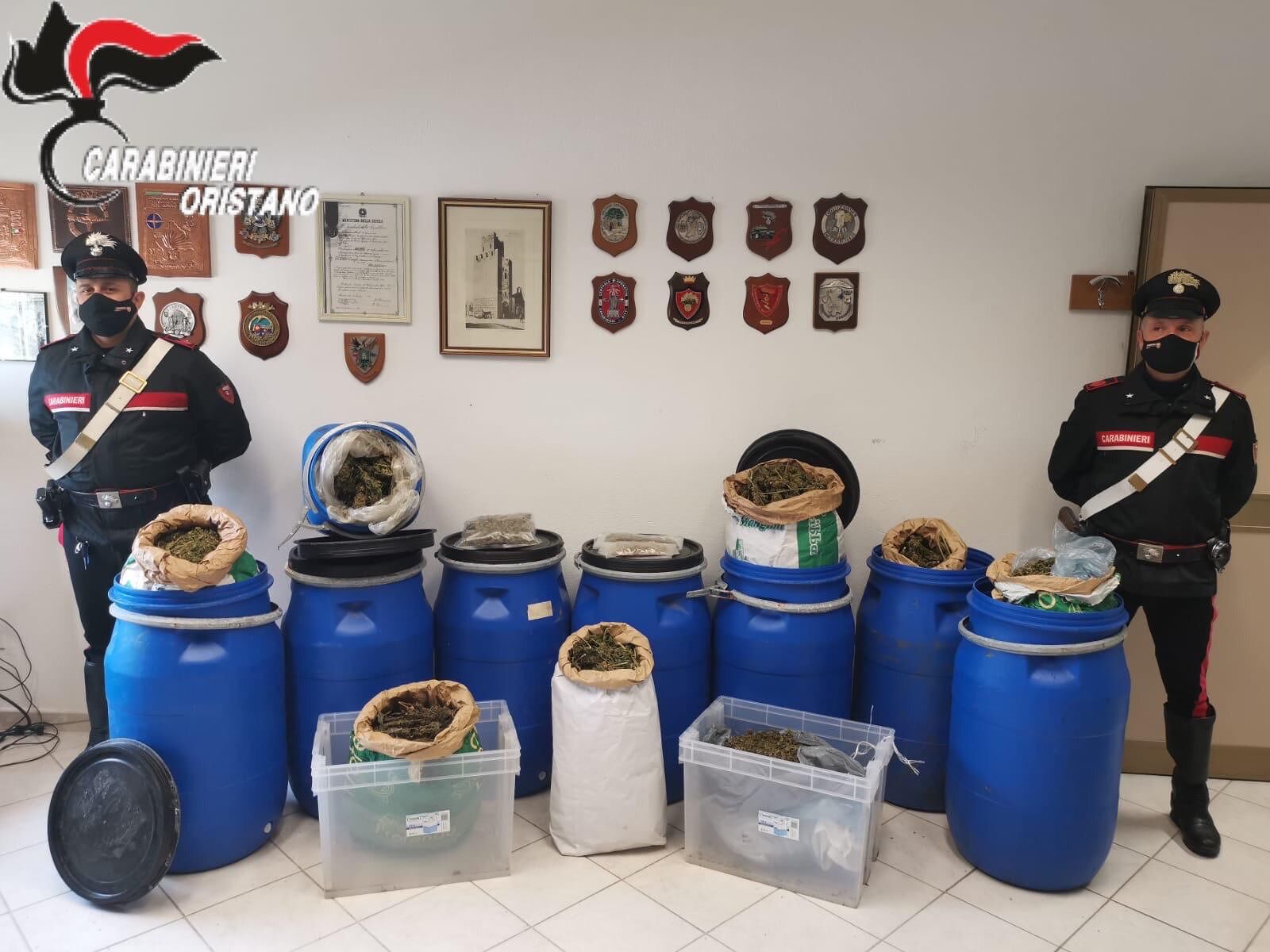 Solarussa, nascondeva 50 chili di marijuana nell’ovile: allevatore in manette