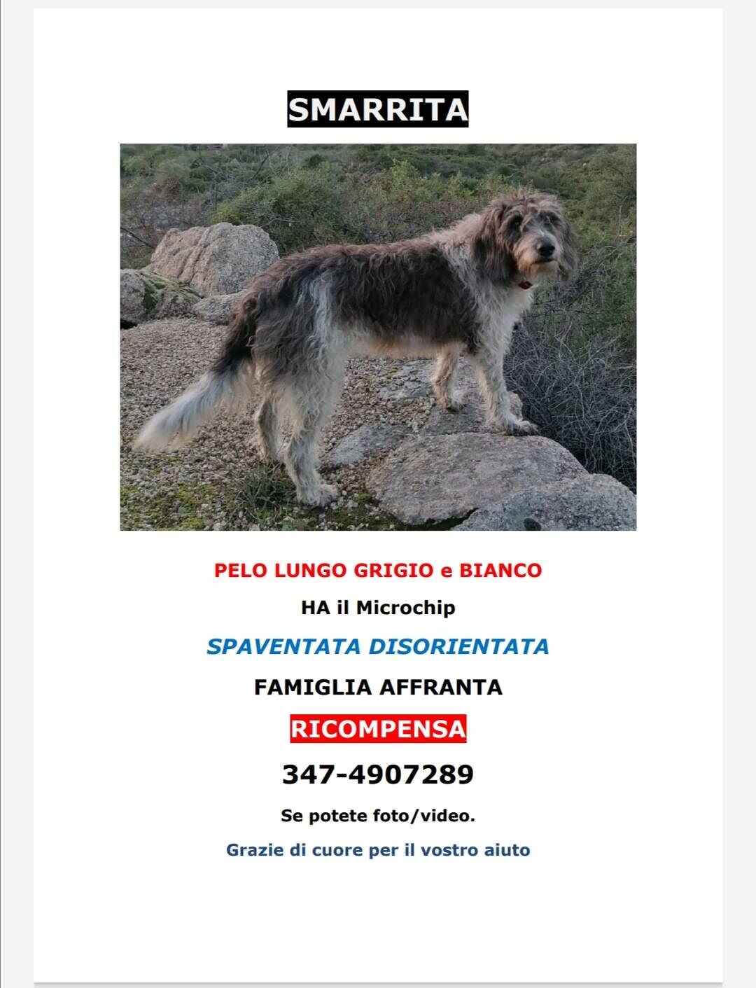 Cagliari, perde il cane e offre 5 mila euro di ricompensa: minacciata e insultata