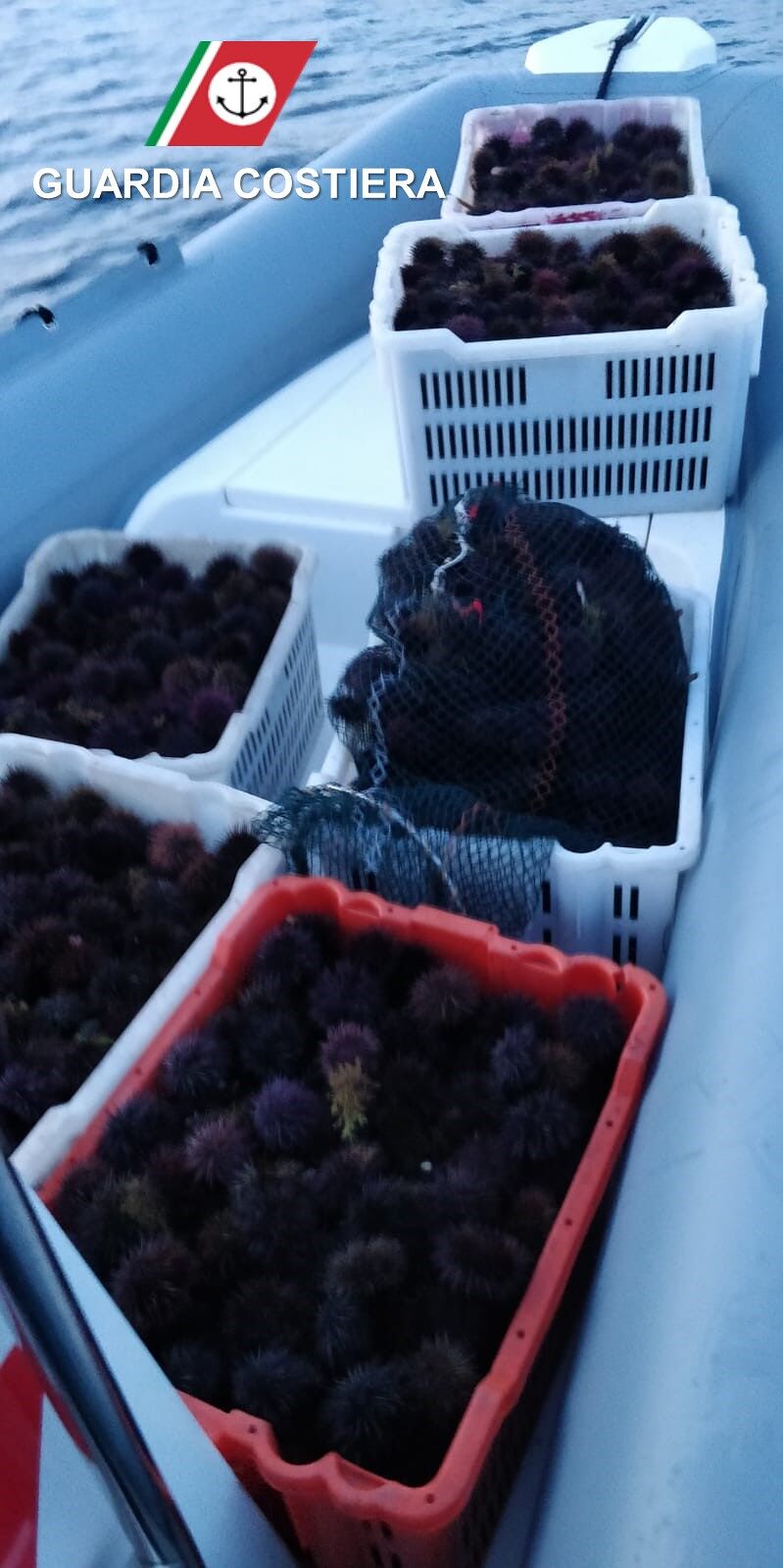 Pescano 3mila ricci nell’area marina protetta dell’isola di San Pietro, maxi multe ai pescatori “furbetti”
