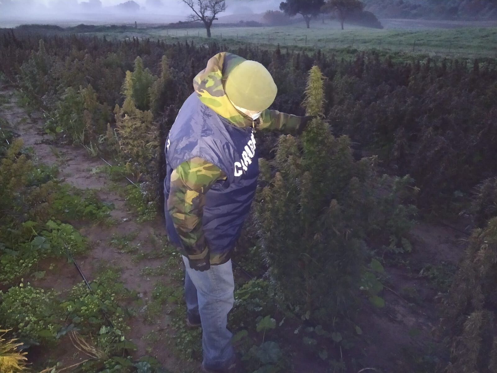 Coltiva marijuana light, ma di legale c’è ben poco: 21enne arrestato a Oliena