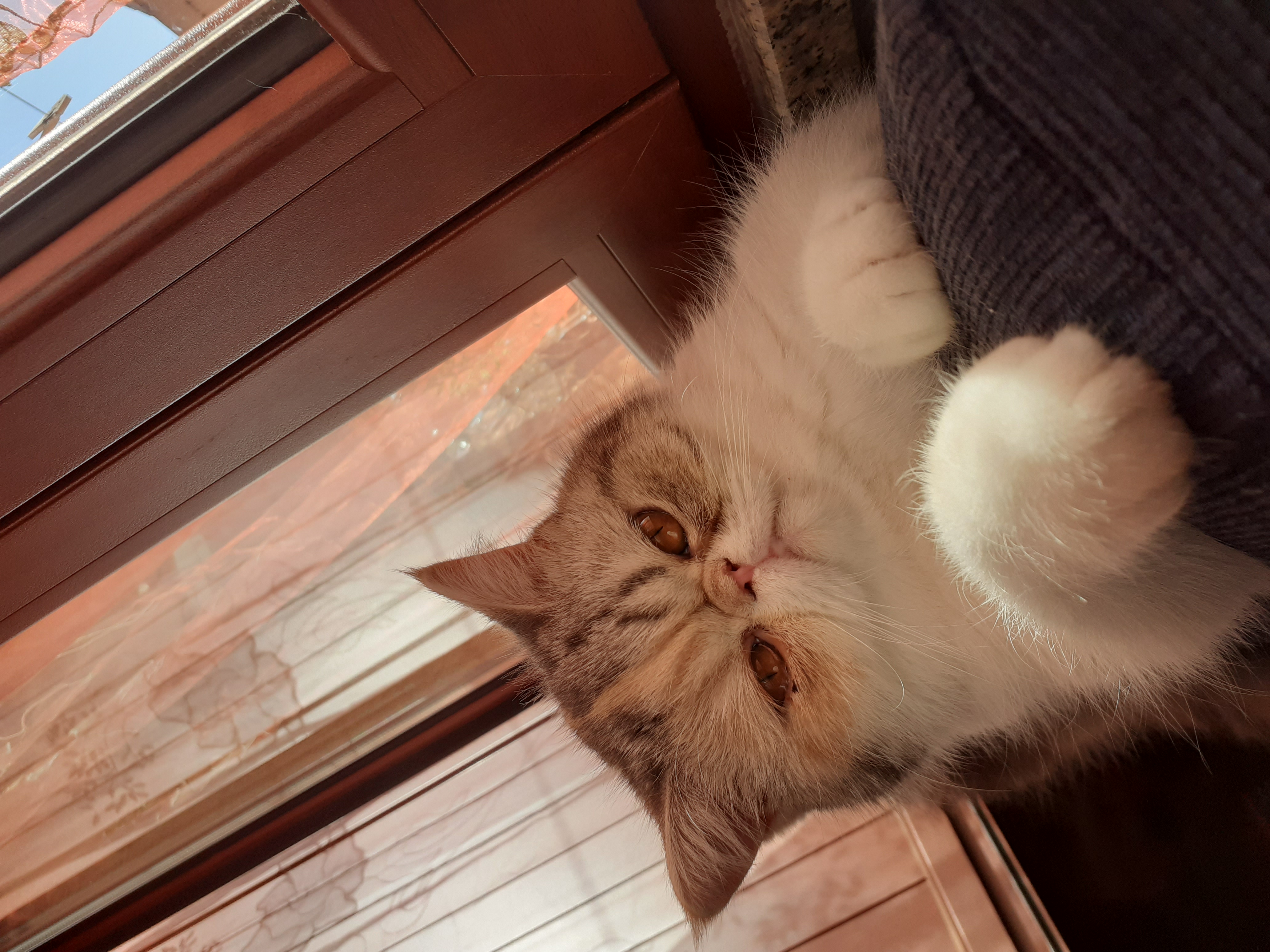 L’appello disperato di Helena: “Aiutatemi a ritrovare la mia gattina Lulù”