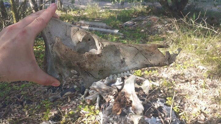 Assemini, eternit e carcasse di animali abbandonate in campagna: “Su Fraigu è una discarica”