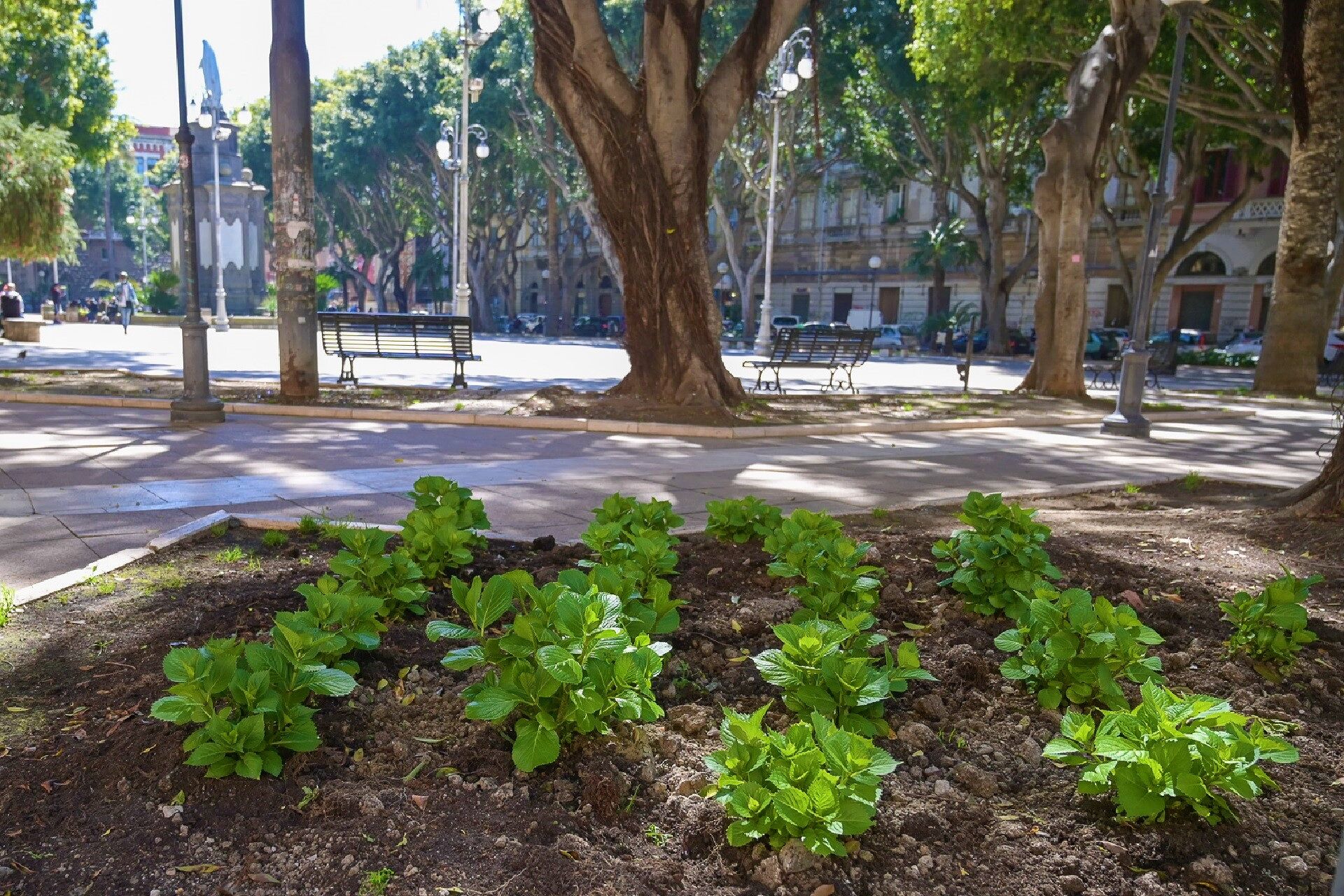 Cagliari più verde, nuovi allestimenti in piazza Garibaldi e piazza del Carmine