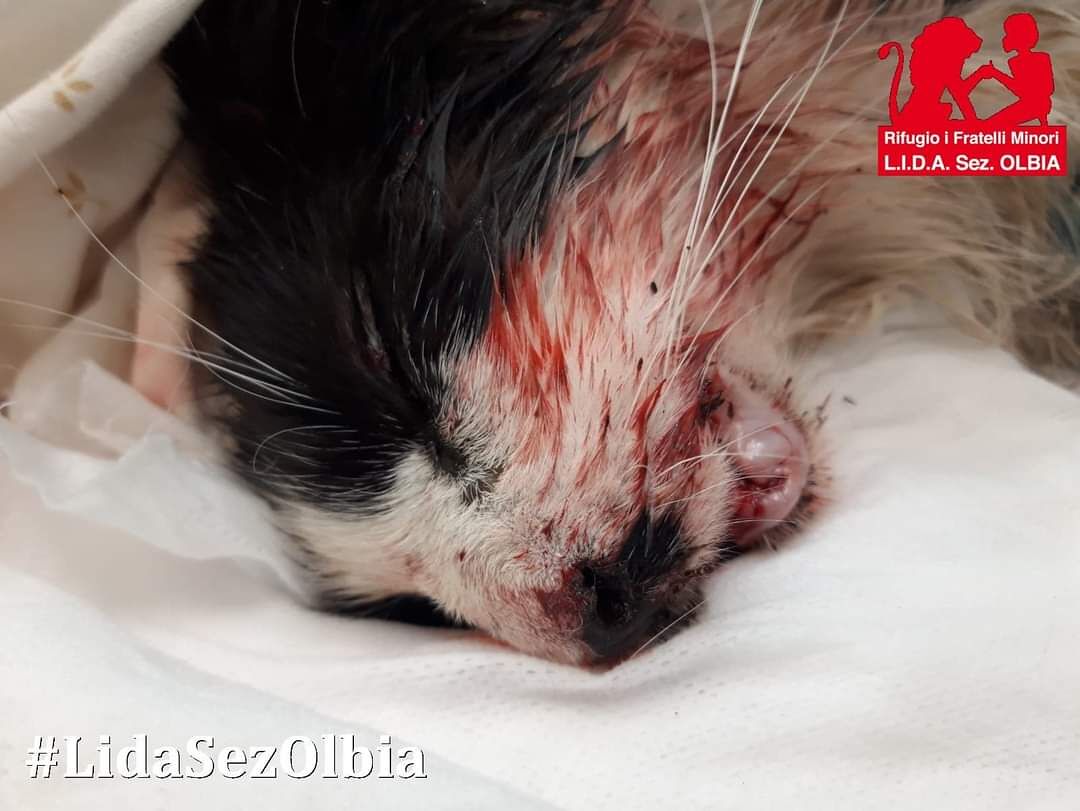 Orrore in Sardegna: “Gatto investito, poi hanno cercato di finirlo a colpi di pietra”