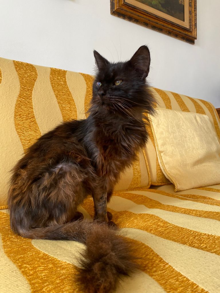 Recuperato in fin di vita a Cagliari, oggi Black Panther è in cerca di una famiglia