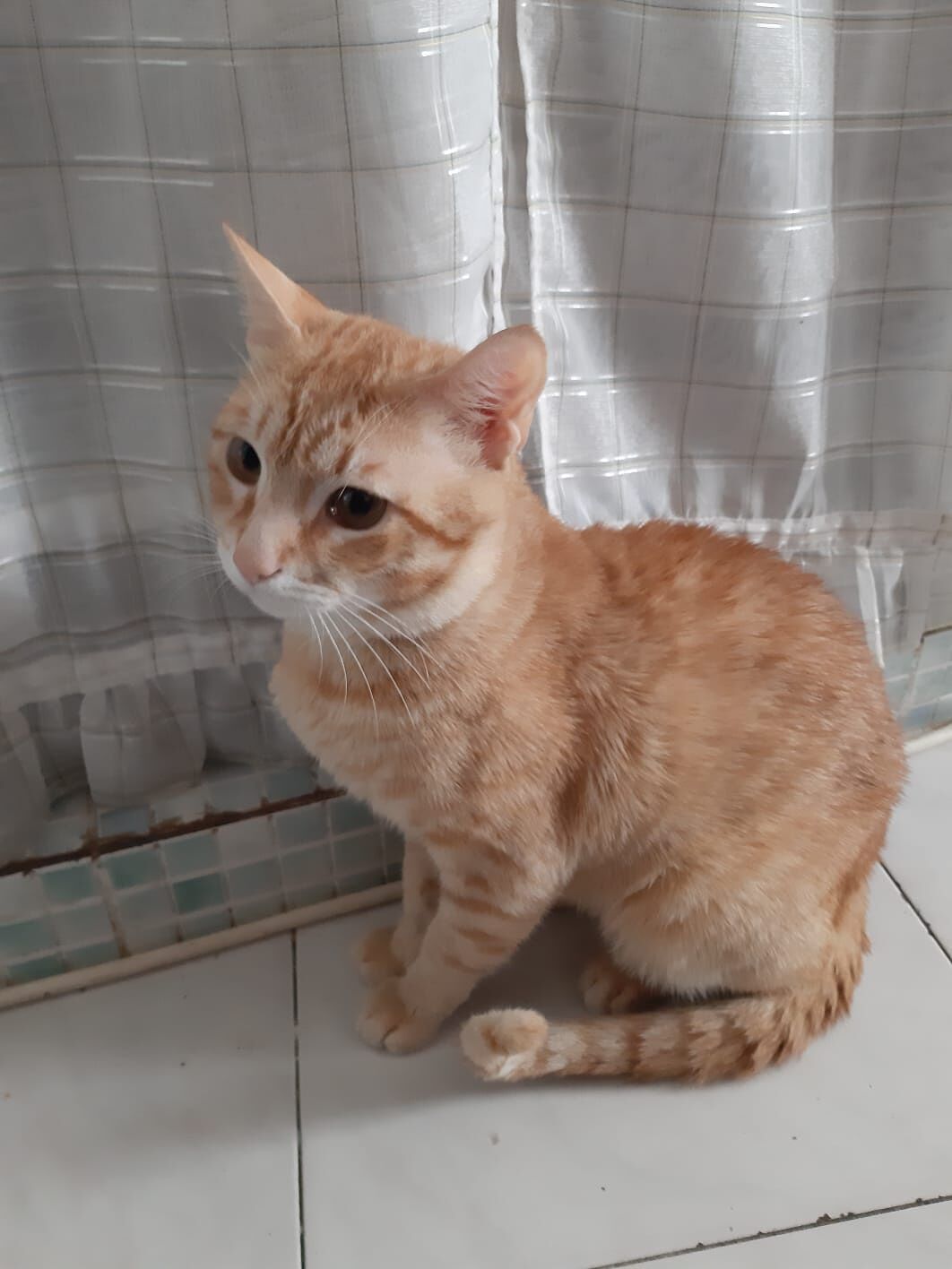 “Il piccolo Miele ha bisogno di una nuova casa”, l’appello di Patrizia una volontaria cagliaritana