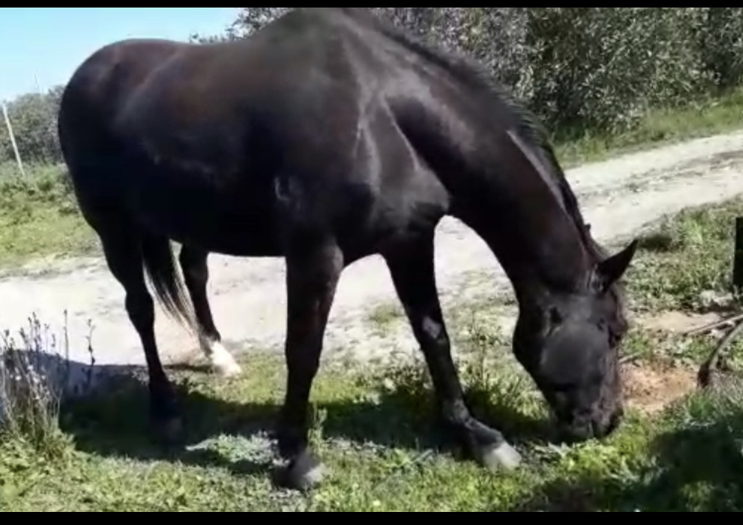 Aiutiamo Fiona, la cavalla vittima di rinuncia di proprietà a causa del covid