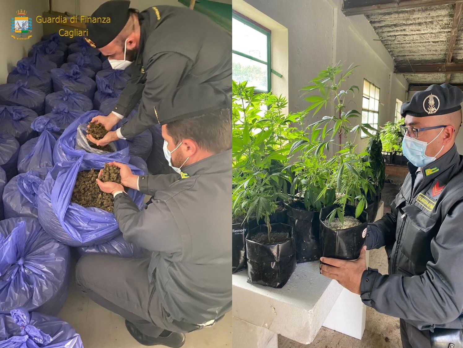 Sarrabus, sequestrati 200 kg di infiorescenze di marijuana e 200 piante: erano destinati a bar e tabaccherie