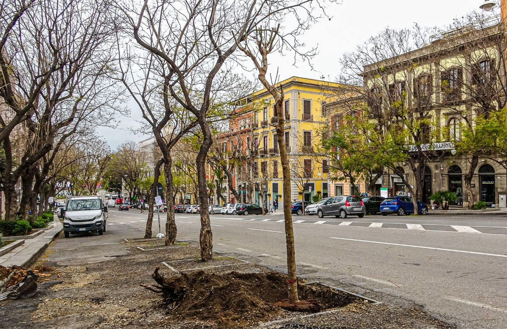 Cagliari, 18 nuovi esemplari di jacaranda saranno messi a dimora nel Largo Carlo Felice