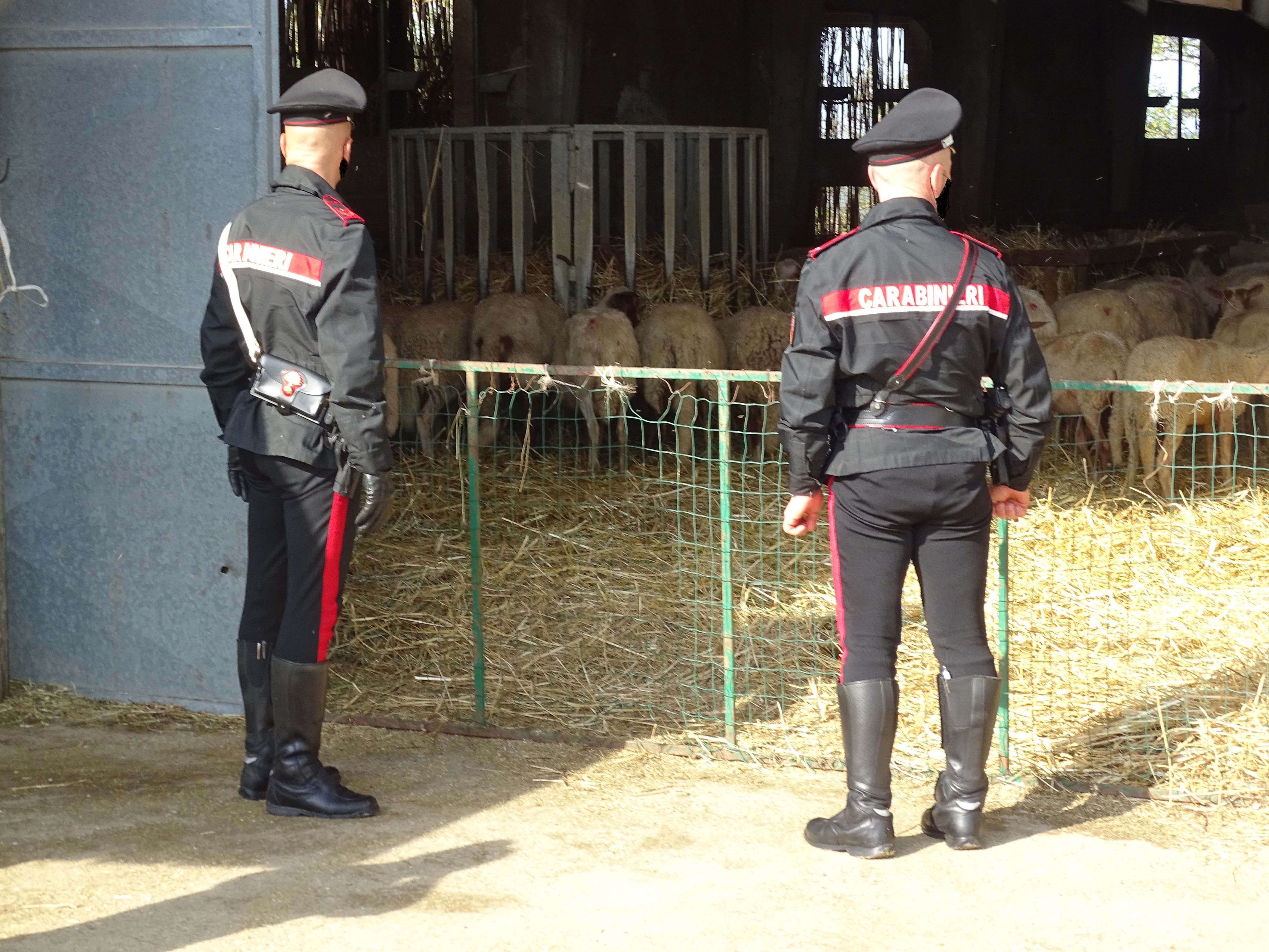 Droga nell’ovile a Sant’Andrea Frius, arrestato un allevatore