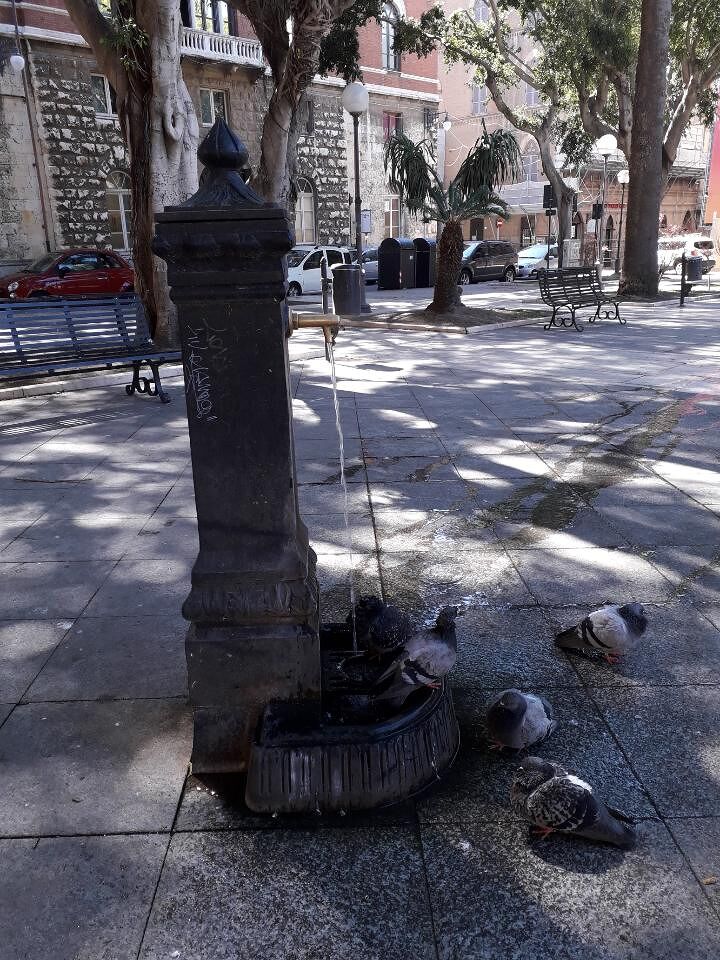 “In Piazza del Carmine i piccioni si fanno la doccia nella fontanella sempre aperta”