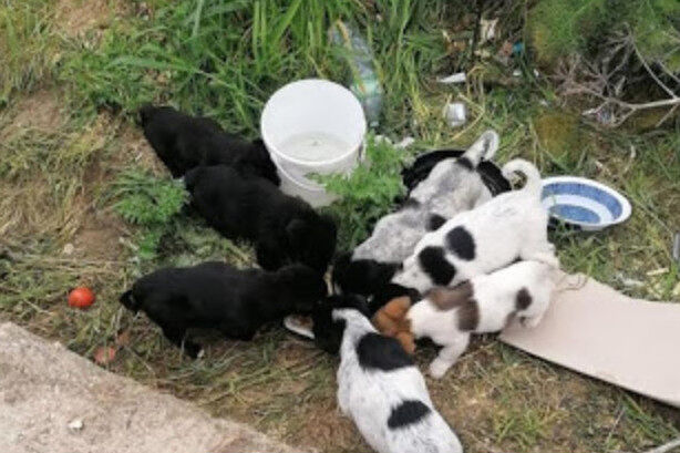 Orrore in Sardegna, “6 cagnolini ammazzati e la loro mamma decapitata: taglia sui responsabili di 7mila euro”