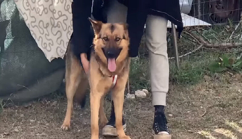 Lieto fine per Rex, il cane salvato a Sant’Elia sarà adottato nei prossimi giorni (VIDEO)