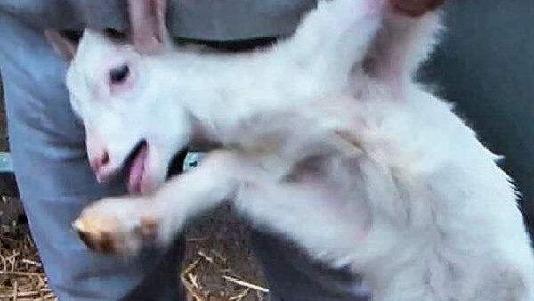 Orrore a Pirri, macella agnellini nel seminterrato della sua casa: 80enne nei guai