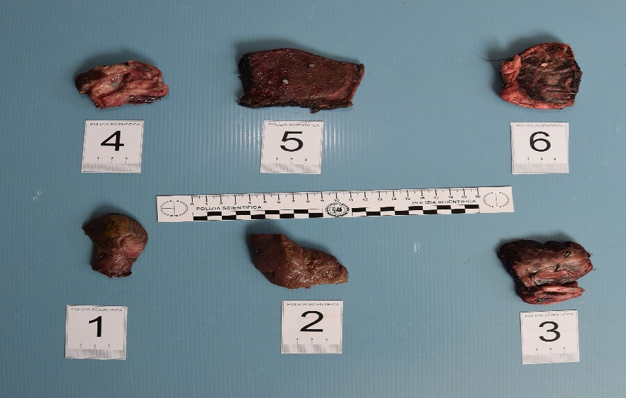 Infila chiodi nel cibo per gli animali che lancia dalla sua auto, pensionato sardo denunciato