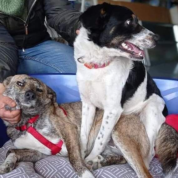 Adozione del cuore: “Non separateci, siamo piccole e coccolone; abbiamo ritrovato la voglia di vivere insieme”