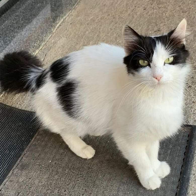 Pau, porta i suoi due cuccioli davanti a un negozio per chiedere aiuto: aiutiamo mamma gatta