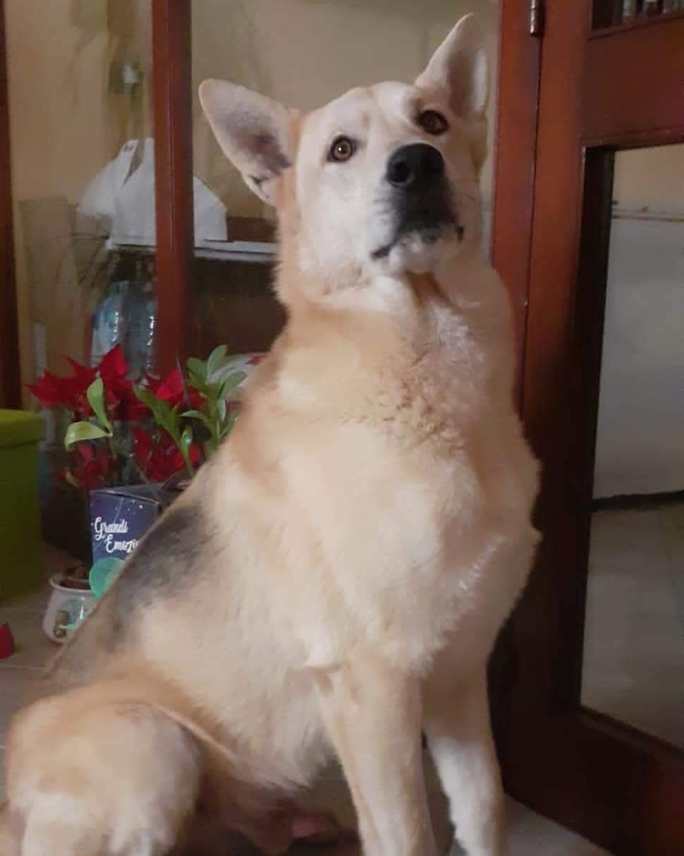 Tyson, splendido mix cane lupo cecoslovacco di 3 anni cerca una nuova famiglia