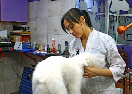 Sardegna, M5s: “La Regione riapra le toilette per cani”