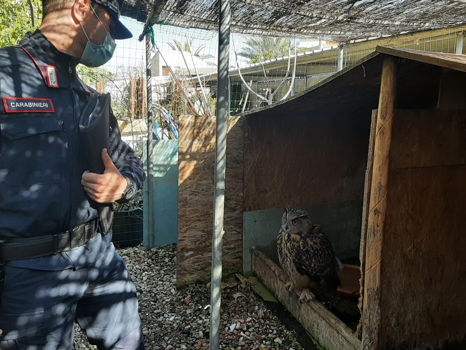 Iglesias, non dichiara il luogo in cui custodisce tre gufi: 10mila euro di sanzione per un falconiere