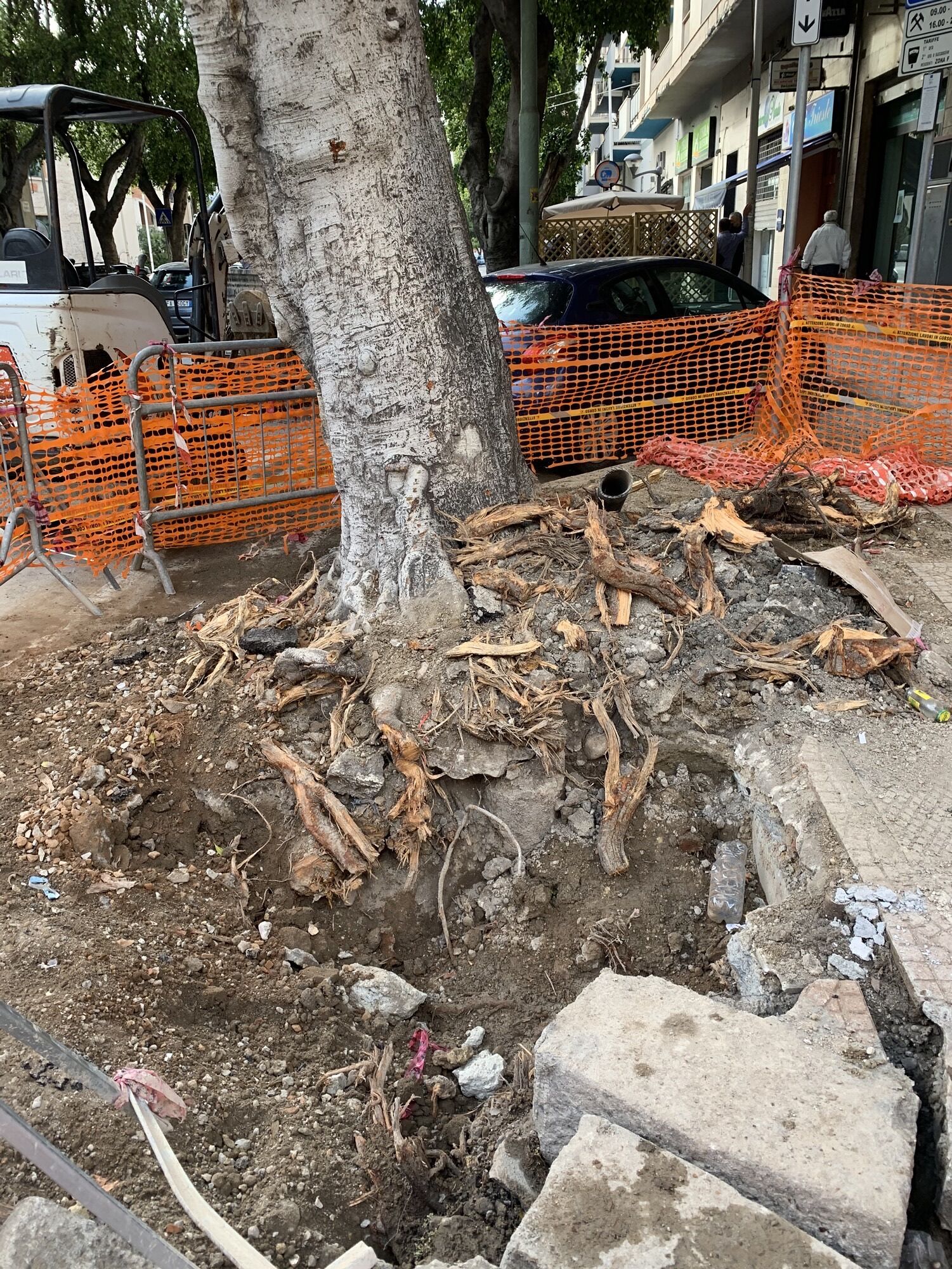 Cagliari, presunto danneggiamento alle radici di un albero monumentale: scatta l’esposto