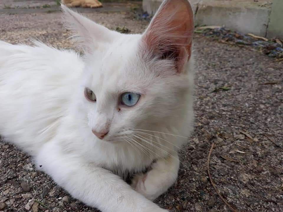 Balto, il gatto sordo e senza casa cerca una famiglia: chi lo adotta?