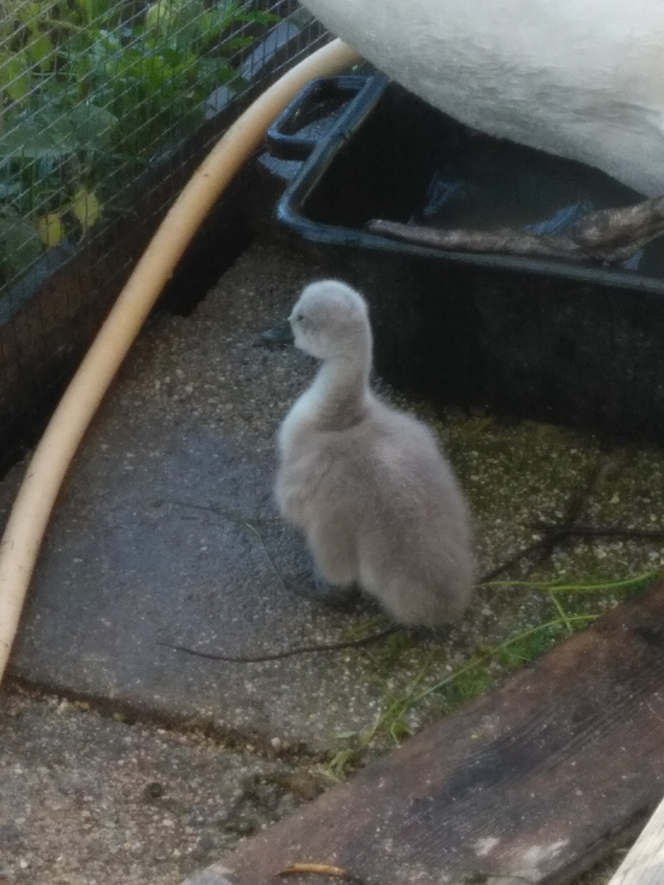“Monte Claro, una coppia di cigni con i loro piccoli salvata dal grande lavoro dei volontari del parco”