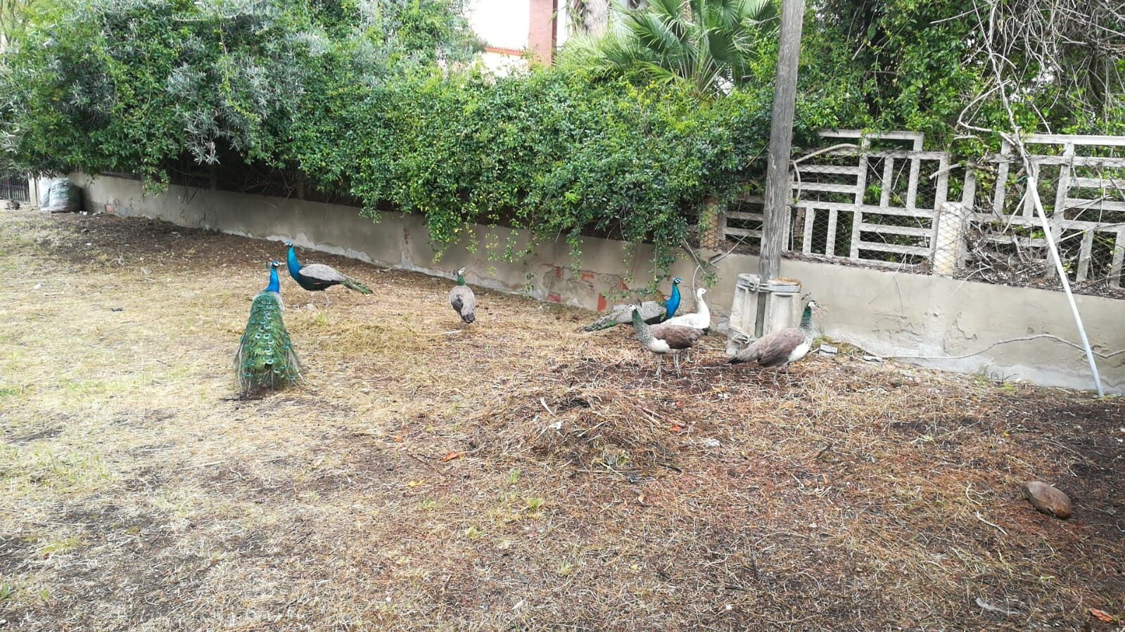 Paolo di Flumini: “Venti pavoni nel rione, fanno chiasso la notte e graffiano le auto”