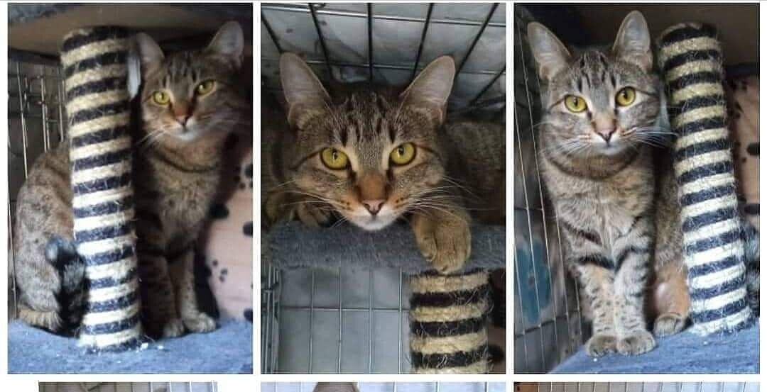 “Non separiamo le due sorelline, aiutatemi a trovare un’adozione di coppia”