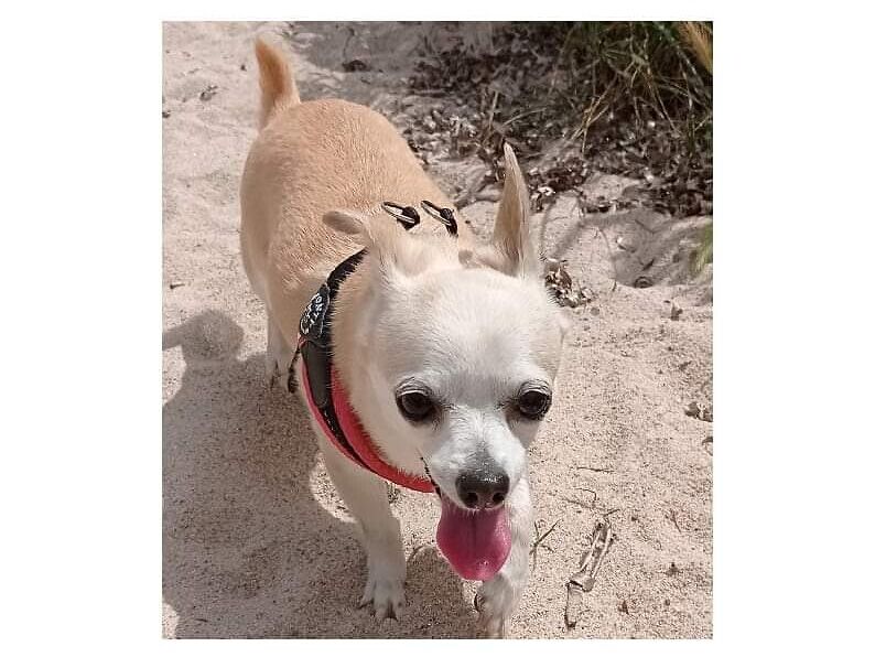 L’appello di Adele da Cagliari a Radio Zampetta Sarda:” Aiutatemi a ritrovare la mia Tina, vi prego”