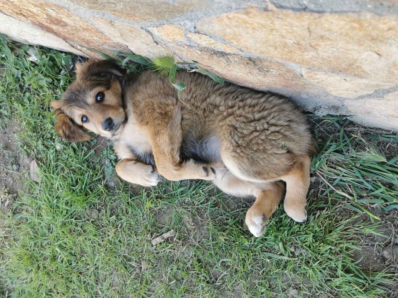 Angelo, bellissimo cucciolo morbidoso cerca una famiglia che lo ami: chi lo adotta?