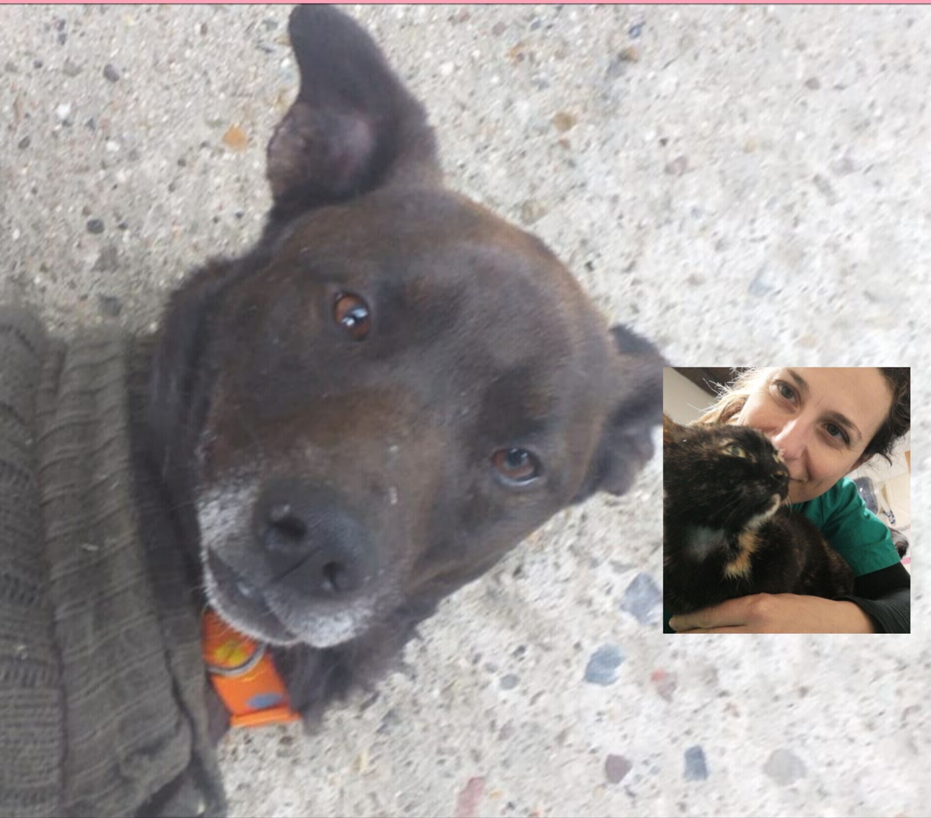 Radio Zampetta Sarda, appello del cuore per Tommy: “E’ un cucciolone, adottatelo”