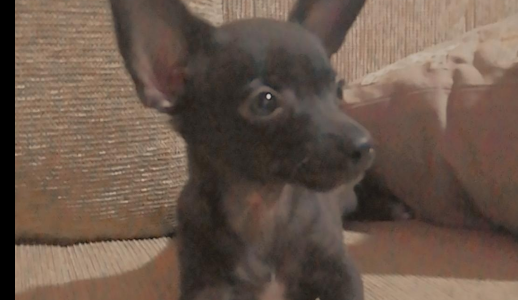 Willy si è smarrito a Monastir, l’appello di Orietta: “Aiutatemi a riportarlo a casa”