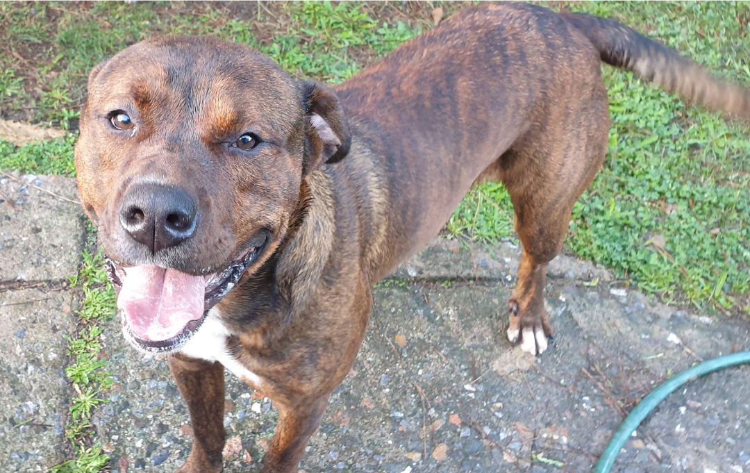 Cagliari, “Adottate Tyson, il cucciolone abbandonato a Sant’Elia”