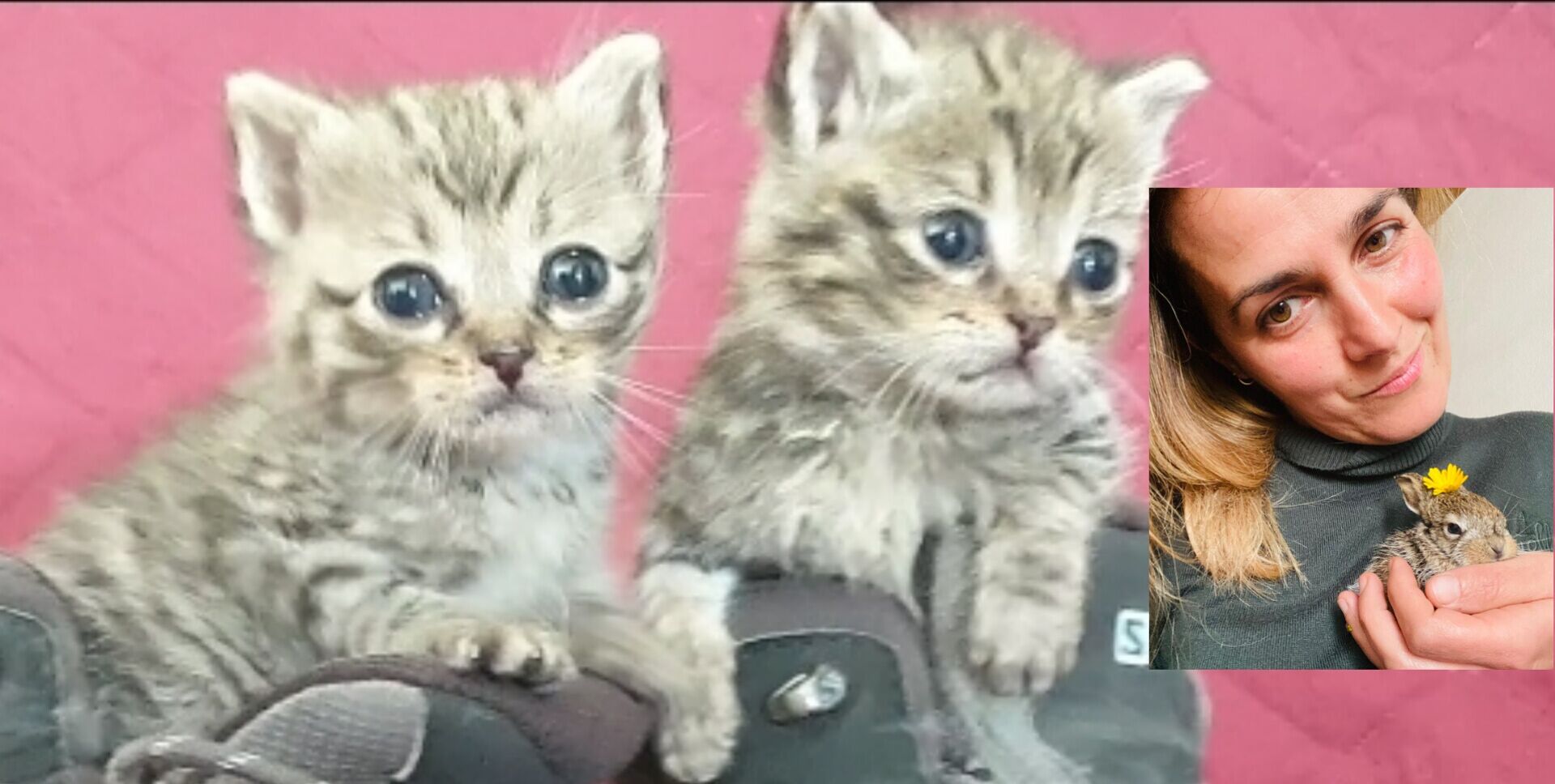 Anna racconta La Fattoria di Minù a Radio Casteddu: “Grazie a questo rifugio tanti animali hanno avuto un’altra possibilità”