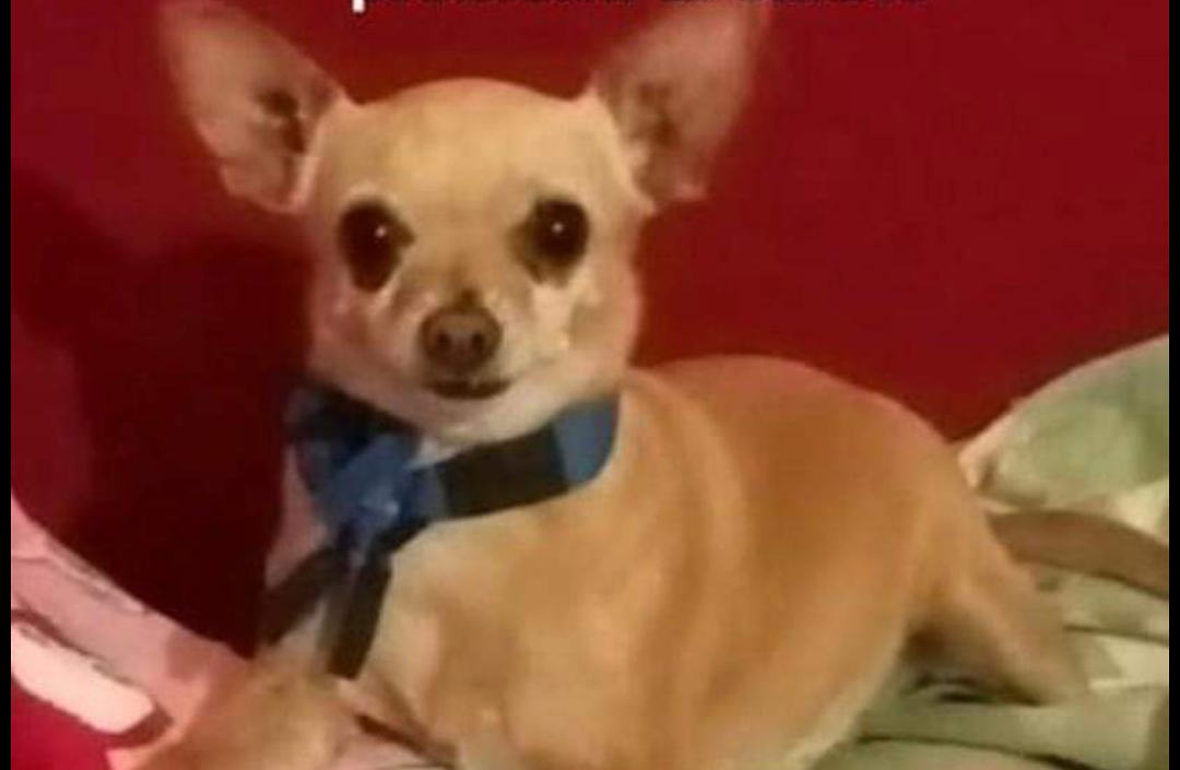 L’appello disperato di Maria Pau: “Aiutatemi a trovare la mia pincher a Quartu, ha problemi al cuore”