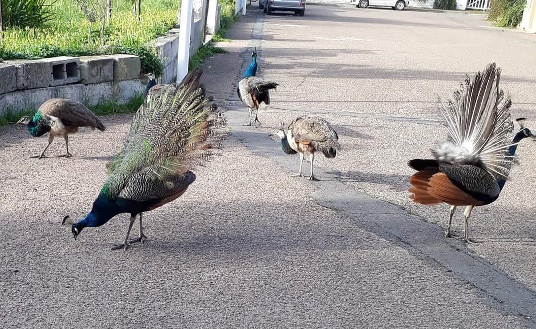 Quartu, rapito uno dei pavoni a Stella di Mare 2: “E’ stato attirato con un po’ di mangime”